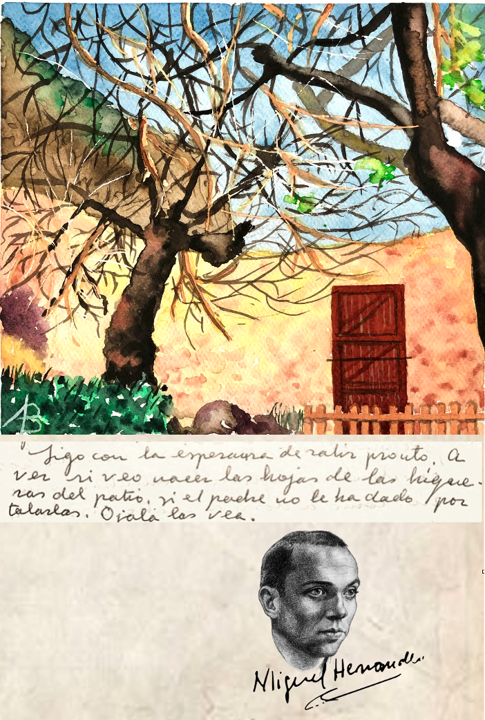 La higuera que inmortalizó el poeta Miguel Hernández se reproduce